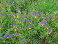 Baltikum, Lettland, Gauja-NP