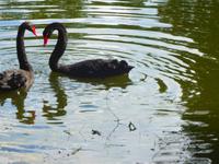 Baltikum, Lettland, Cesis