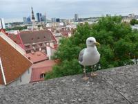 Baltikum, Estland, Tallinn