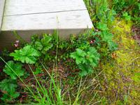 Baltikum, Estland, Lahemaa-NP, Moltebeeren und Moosbeerblüten