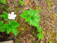 Baltikum, Estland, Lahemaa-NP, Moltebeeren