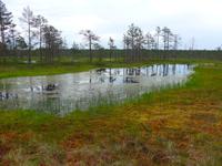 Baltikum, Estland, Lahemaa-NP
