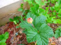 Baltikum, Estland, Lahemaa-NP, Moltebeere