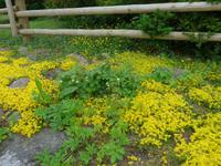 Baltikum, Estland, Lahemaa-NP, Altja