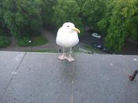 Baltikum, Estland, Tallinn