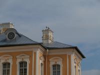 Schloss Rundale bei Riga-Störche