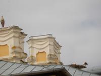 Schloßbewohner Rundale