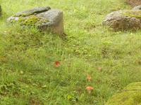 Fischerdorf Altja Natur pur