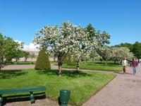 Russland_Petersburg_Peterhof (8)