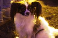 Vilnius - Musiknacht - Zuhörer