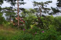 Kurische Nehrung - Nida