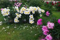 Schloss Rundale (Ruhenthal) - Rosengarten