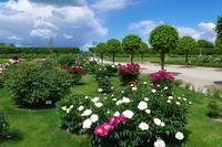 Schloss Rundale (Ruhenthal) - Rosengarten