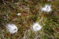 Lahemaa Nationalpark - Wollgras