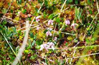 Lahemaa National - Moosbeerenblüte