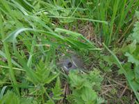 Auf dem Weg nach Palanga