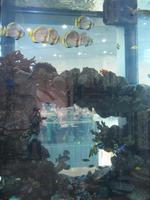 Aquarium im Mega Park