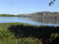 Naturschutzgebiet in Litauen (Abgestorbene Bäume durch Kormorane)