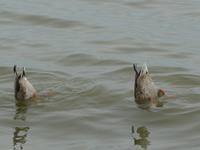 Enten beim Tauchgang