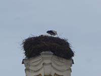 Storchenfamilie Schloss Rundale