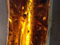 das braune Gold - Bernstein