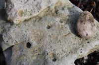 Muschelabdrücke im Stein