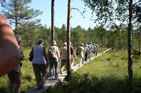 Wanderung durch das Hochmoor