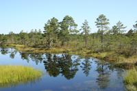 Unterwegs im Hochmoor