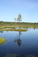 Unterwegs im Hochmoor