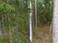  Der Urwald im Nationalpark Lahemaa ist sehr dicht