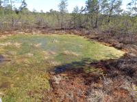 Der Boden im Viru Moor ist vollgesogen wie ein Schwamm