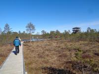 Bohlensteg durchs Viru-Moor