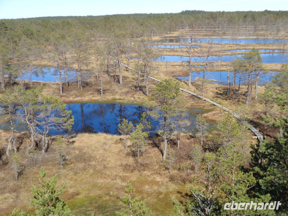  Blick vom Aussichtsturm auf das Viru Moor