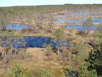  Blick vom Aussichtsturm auf das Viru Moor