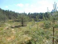 DSCN0874 Wiesen mit Wollgras