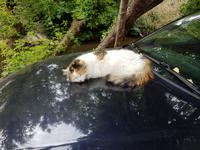 Baltikum, Litauen, Vilnius, Uzupio