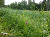 Baltikum, Lettland, Gauja Nationalpark