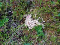 Baltikum, Estland, Lahemaa NP, im Moor