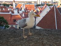 Baltikum, Estland, Tallinn