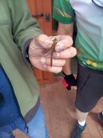 Wie kann man die Insekten markieren