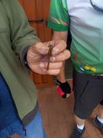 Wie kann man die Insekten markieren