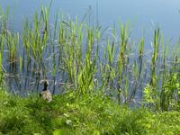 Baltikum, Litauen, Trakai