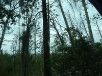 Baltikum, Litauen, Kurische Nehrung, kORMORAN SIIEDLUNG