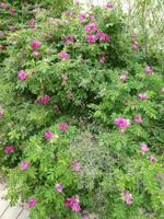 Baltikum, Litauen, Kurische Nehrung, Rosen in den Dünen