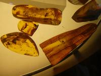 Baltikum, Litauen, Kurische Nehrung, Nida, Bernsteinmuseum