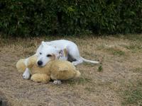 Baltikum, Litauen, Kurische Nehrung, Nida