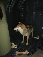 Baltikum, Litauen, Samogitia Nationalpark