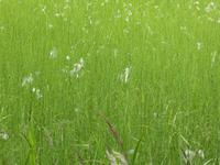 Baltikum, Litauen, Samogitia Nationalpark, Wollgras