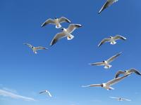 Baltikum, Lettland, Jurmala