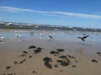 Baltikum, Lettland, Jurmala